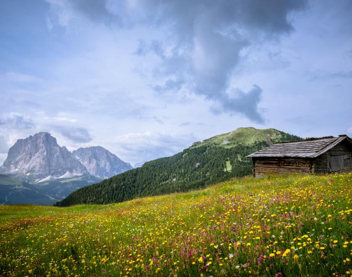 Flowery Dolomites 6+1