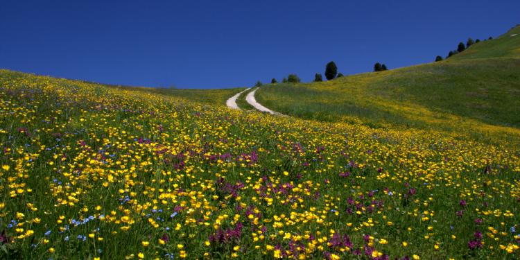 Flowery Dolomites 6+1